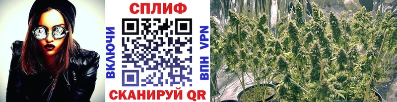 Купить где  Дюртюли  Каннабис семена 